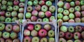 Banner. Lots of wooden crates that are full of homegrown apples in the fall. Picked apples after harvest stacked in a wooden crate Royalty Free Stock Photo
