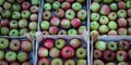 Banner. Lots of wooden crates that are full of homegrown apples in the fall. Picked apples after harvest stacked in a wooden crate Royalty Free Stock Photo