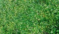 Banner with manicured lawn green grass and yellow flowers! Grass cover. Seeds. Royalty Free Stock Photo