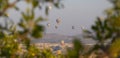 banner with many hot air balloons in the sky through trees in Cappadocia, Nevsehir, Turkey on a beautiful summer day Royalty Free Stock Photo