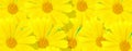 Banner. Marigold flowers background. A flower of calendula. Yellow flower of calendula Royalty Free Stock Photo