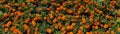 Banner with marigold orange flowers on garden bed in park. Royalty Free Stock Photo