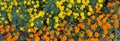 Banner with marigold yellow and orange flowers on garden bed in park. Royalty Free Stock Photo