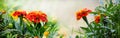Banner. Marigolds in the garden. Floral background with marigolds. Summer and autumn flowers Royalty Free Stock Photo