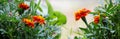 Banner. Marigolds in the garden. Floral background with marigolds. Summer and autumn flowers Royalty Free Stock Photo