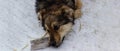 Banner. A mix breed dog lies outside in the snow on a cold, winter day. It can be used as a conceptual photograph illustrating