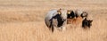 Banner of mixed breed beef cattle in tall dormant grass