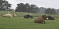 Banner of cattle herd lying on hillside Royalty Free Stock Photo