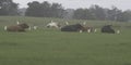 Banner beef cattle lying with egrets on foggy morning Royalty Free Stock Photo