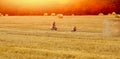 Banner with mom and daughter Caucasians are busy harvesting in a mown wheat field where there are huge sheaves. Harvesting.