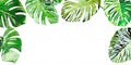 banner of monstera or ceriman leaves painted in watercolor, frame of tropical leaves in watercolor Royalty Free Stock Photo