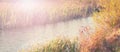 Banner natural autumn landscape river Bank dry grass reeds water nature Selective focus blurred background Royalty Free Stock Photo