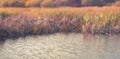 Banner natural autumn landscape river Bank dry grass reeds water nature Selective focus blurred background Royalty Free Stock Photo