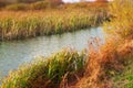 Banner natural autumn landscape river Bank dry grass reeds water nature Selective focus blurred background Royalty Free Stock Photo