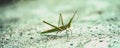 BANNER Nature beauty real photo MACRO close Cone-headed eastern long grasshopper Acrida ungarica, locust Insects weird