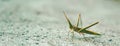 BANNER Nature beauty real photo MACRO close Cone-headed eastern long grasshopper Acrida ungarica, locust Insects weird