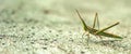 BANNER Nature beauty real photo MACRO close Cone-headed eastern long grasshopper Acrida ungarica, locust Insects weird