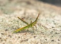 BANNER Nature beauty real photo MACRO close Cone-headed eastern long grasshopper Acrida ungarica, locust Insects weird
