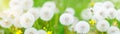 Banner with nature flowers background - web header template Royalty Free Stock Photo