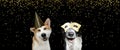 Banner new year dog. Akita puppy and border collie celebrating holidays wearing a golden polka party hat. Isolated on black