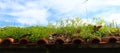 Banner of an old abandoned roof on which plants grow and the sky in the background