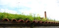 Banner of an old abandoned roof on which various plants grow and the sky in the background