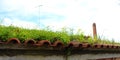 Banner of an old abandoned roof on which various plants grow and the sky in the background