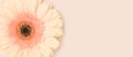 Banner with one gerbera flower on a beige background. Royalty Free Stock Photo