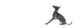 Banner with one obedient dog, Italian greyhound sitting isolated over white color studio background. Side view. Copy Royalty Free Stock Photo