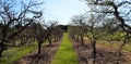 Banner from the orchard before spring where the trees are just beginning to leaf. Between two rows of trees