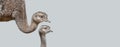 Banner with an ostrich mother with her cute and curious chick at solid grey background with copy space. Concept of biodiversity