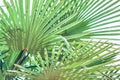 Banner Palm leaves against the sky Tropical background Bright sunny colors