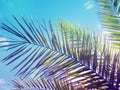 Banner palm leaves, tropical banners, background for design