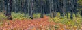 Banner. Panorama of autumn forest with a road covered with fallen leaves. Autumn in the forest Royalty Free Stock Photo