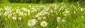 Banner 3:1. Panorama field with yellow dandelions against blue sky and sun beams. Spring background. Soft focus Royalty Free Stock Photo