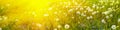 Banner 3:1. Panorama field with blowball dandelions against blue sky and sun beams. Spring background. Soft focus Royalty Free Stock Photo