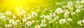 Banner 3:1. Panorama field with yellow dandelions against blue sky and sun beams. Spring background. Soft focus Royalty Free Stock Photo