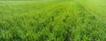 panorama of green wheat rows of green young grass with rows in the ground, the concept of agriculture, planted wheat or rye Royalty Free Stock Photo