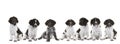 Banner or panorama of a litter of cute Small Munsterlander Puppy with their mother on isolated on a white background