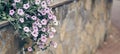 Banner of a part of pink petunia flowers in a decorative flower pot close-up against a stone wall.