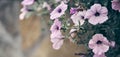 Banner of a part of pink petunia flowers in a decorative flower pot close-up, background of floral wallpaper with