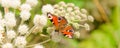 Banner with a peacock butterfly eye on a white wild flower on a meadow - macro Royalty Free Stock Photo