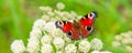 Banner with a peacock butterfly eye on a white wild flower on a meadow - macro Royalty Free Stock Photo