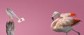 Banner with a pelican holding in his beak a love letter for a beautiful rosy flamingo at gradient pink background with copy space