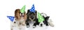 BANNER PET PARTY CELEBRATION. FUNNY GROUP OF FOUR DOGS WEARING POLKA DOT HAT DOR NEW YEAR, BIRTHDAY OR NEW YEAR. ISOLATED ON WHITE