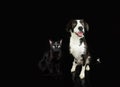 Banner pets. dog and cat dog sitting. Isolated on black dark background