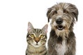 Banner pets. Dog and cat smiling and looking at camera. Isolated on white background