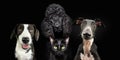 Banner pets. Dogs and cat looking at camera in a row. Isolated on black background