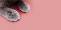 Banner about Pets, pink background gray paws of a cat. Paws of a British cat with short hair close-up