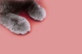 Banner about Pets, pink background gray paws of a cat. Paws of a British cat with short hair close-up